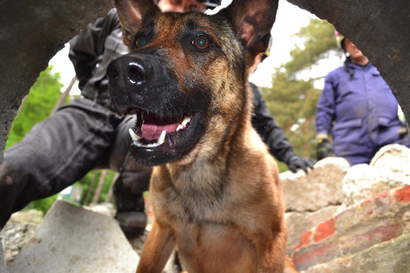 Jekkyl, le chien sauveteur de la zone NAGE